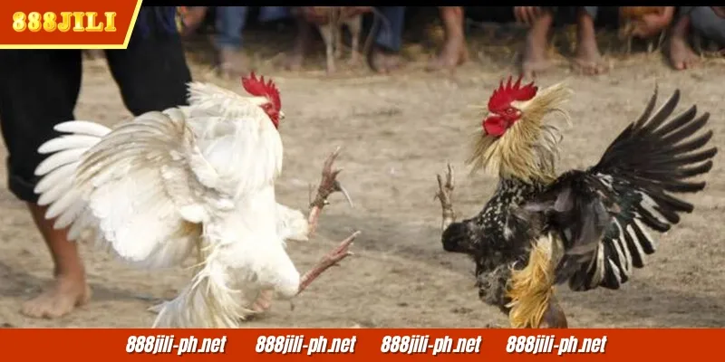 Ang online na sabong ay ang perpektong paraan